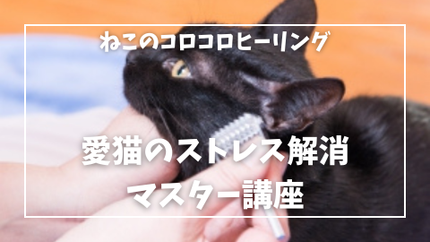 愛猫のストレス解消マスター講座